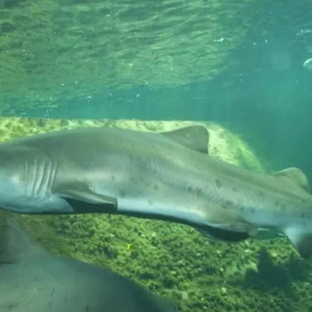 Au Balcon De La Basilique